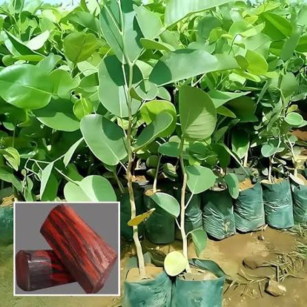 Red Sandalwood Plant (1 ft) Plants — Sandalwood sapling available at Agro Nursery Garden